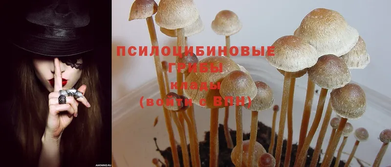 цена   Курчалой  Галлюциногенные грибы MAGIC MUSHROOMS 